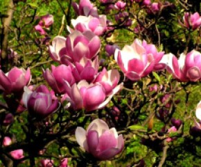 Zdjęcie przedstawia: Szlak kwitnących magnolii w Cieszynie
