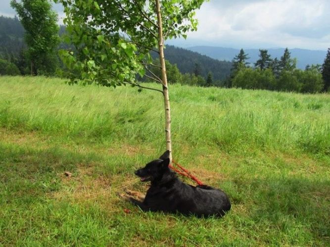 Nocleg w Andrychowie - Chatka SST Pod Potr&oacute;jną