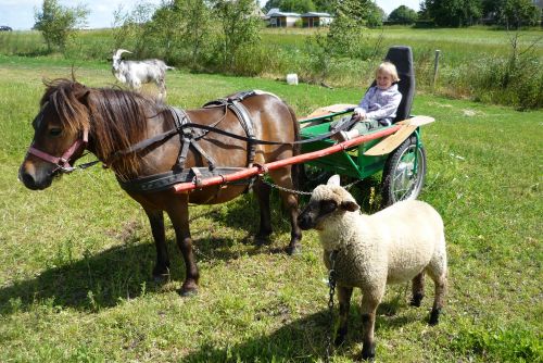 Nocleg w Niechorzu - "GOLIAT" - agroturystyka k/Nie&hellip;