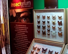 Zdjęcie przedstawia: Prywatne Muzeum Motyli we Władysławowie