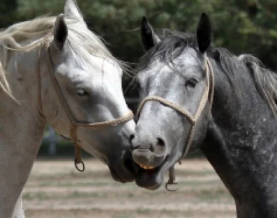 Jazda konna w Kołobrzegu