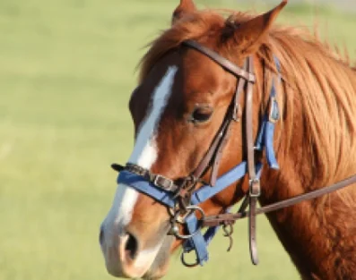 Ranczo Mustafa w Dąbkach 