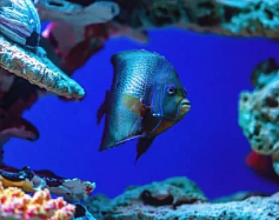 Oceanarium w Kołobrzegu