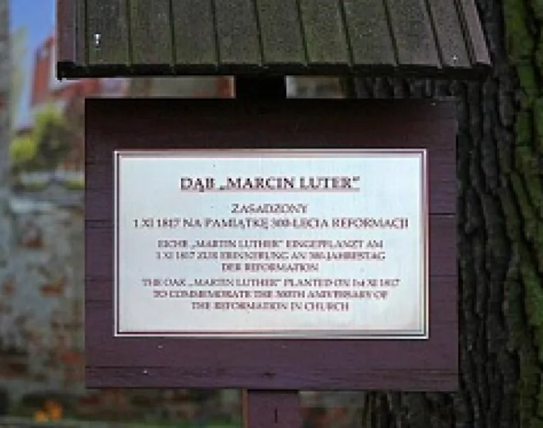 Dąb Marcin Luter