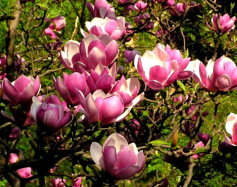 Zdjęcie przedstawia: Szlak kwitnących magnolii w Cieszynie