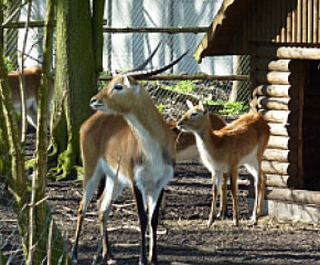 Zdjęcie przedstawia: Ogród Zoologiczny w Nowym Tomyślu
